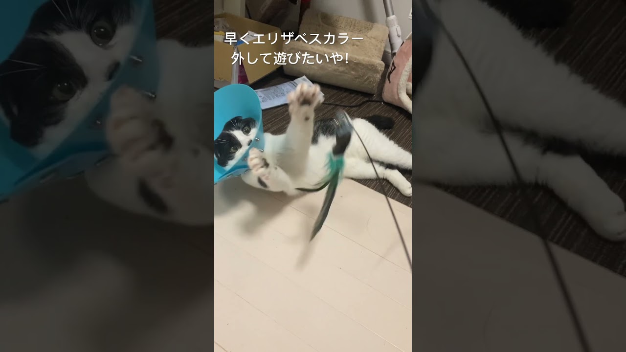 鳥しゃん大好きすぎてまじヤバい！　#ねこ #スコティッシュフォールド #猫 #ねこのいる生活 #エリザベスカラー #去勢手術