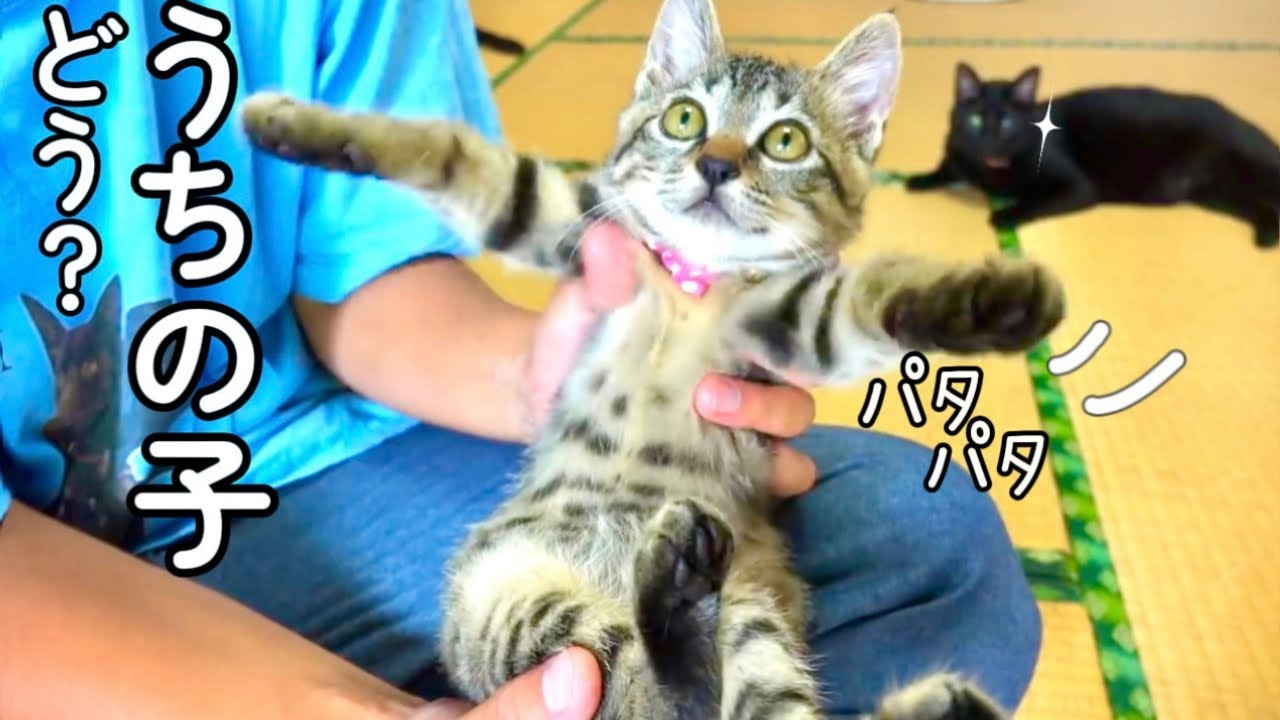 【ズッコケた子猫が可愛すぎた！】@taipi 【切り抜き】