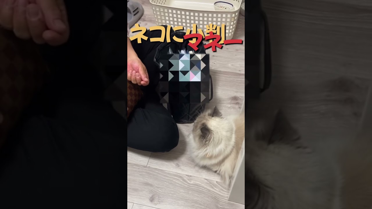 ネコに小判　#ネコに小判#ネコ #にゃんまるにゃんにゃん #ショート #ヒマラヤン