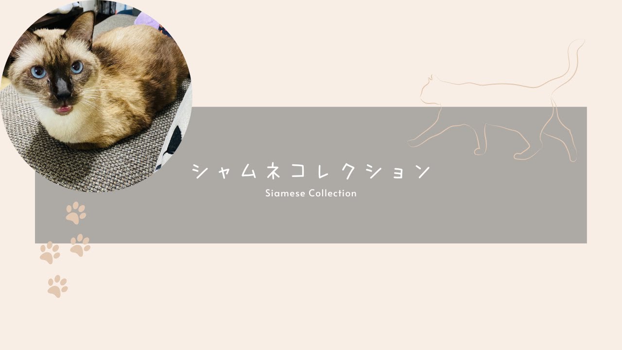 【祝】登録者数1,000人＆新企画『シャムネコレクション』始動！