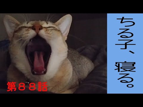 【シンガプーラ】ちる子、寝る。
