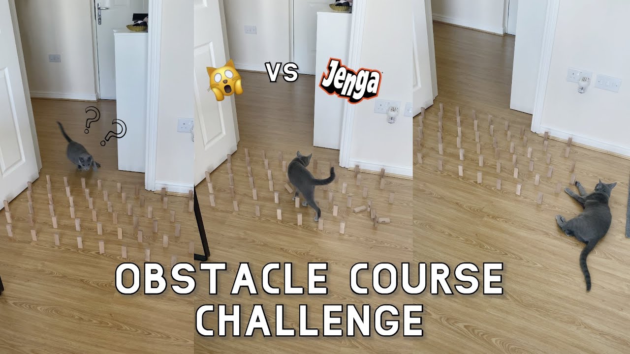 OBSTACLE COURSE CHALLENGE | cat vs jenga