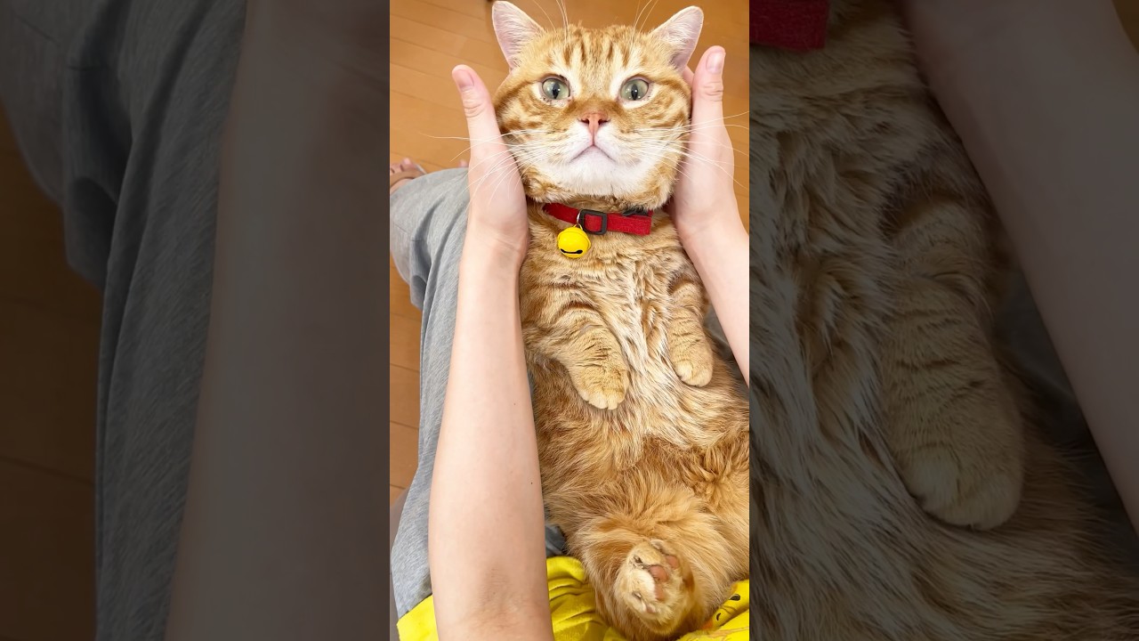 かわいい猫 #マンチカン #shorts