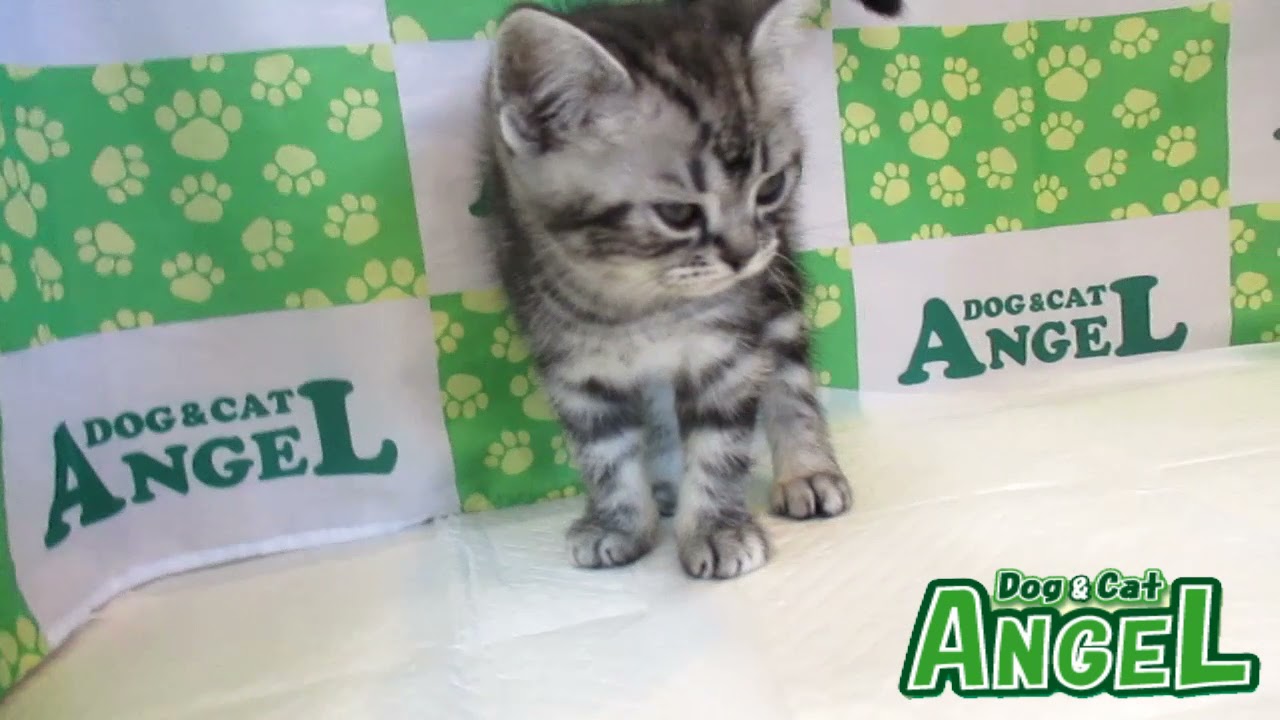 アメリカンショートヘアー 2111090 【ペットショップエンゼル　子犬・子猫販売】