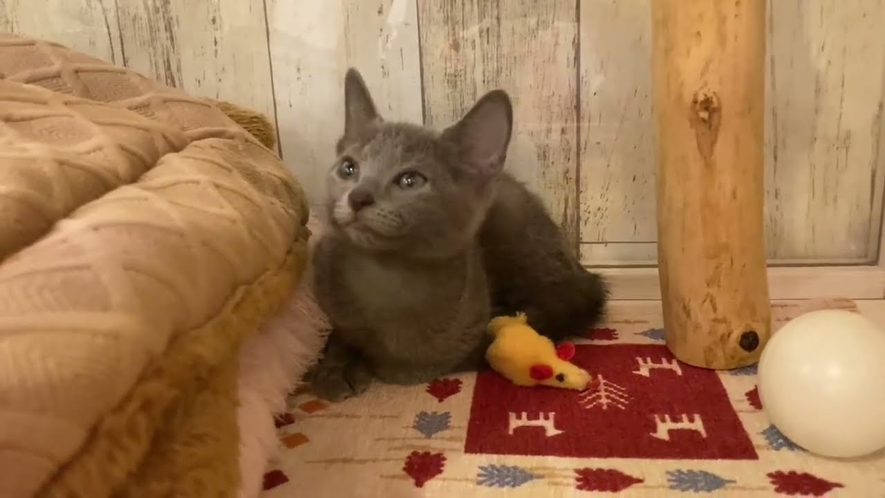 ロシアンブルー　女の子　2024/02/25生まれ