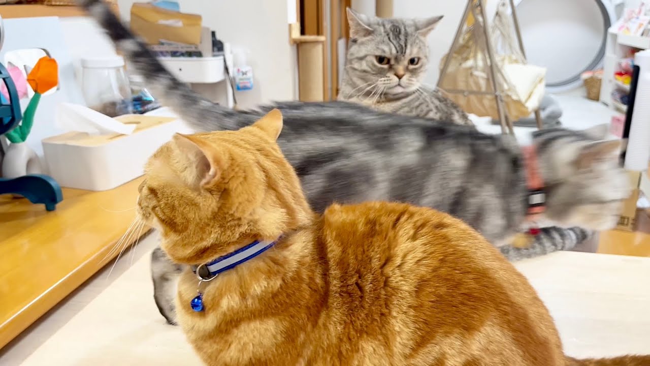 ポッポママがちゃびくんに怒ったらみんなが止めにきた！ #猫 #マンチカン