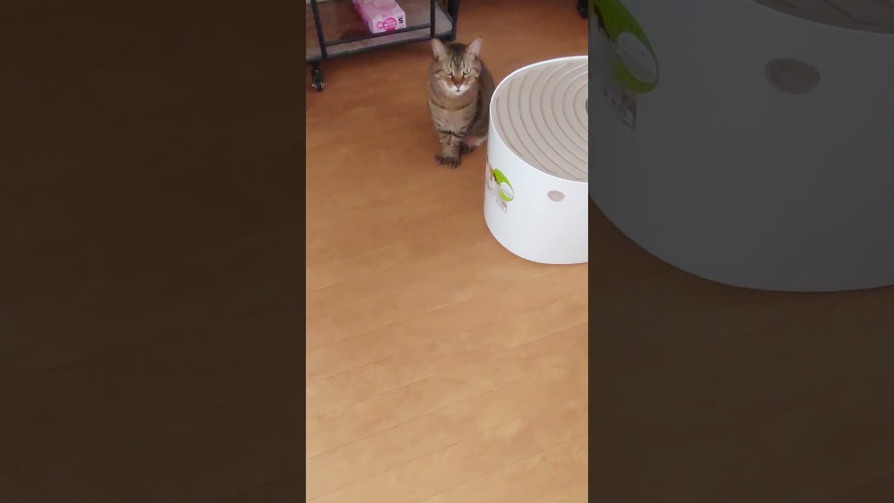 今日の大吉(挨拶) #cat #catcute #日本猫 #japanesecat