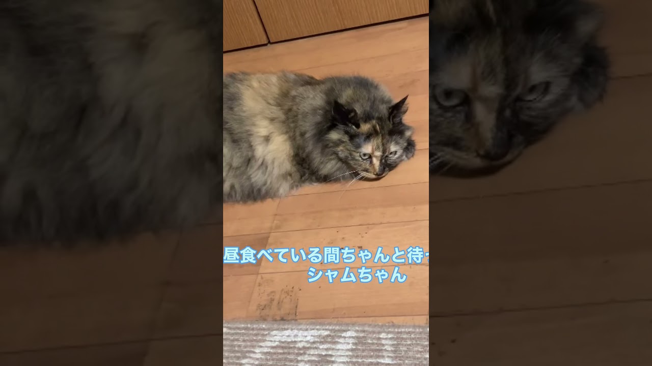 お昼食べている間ちゃんと待っっているシャムちゃん