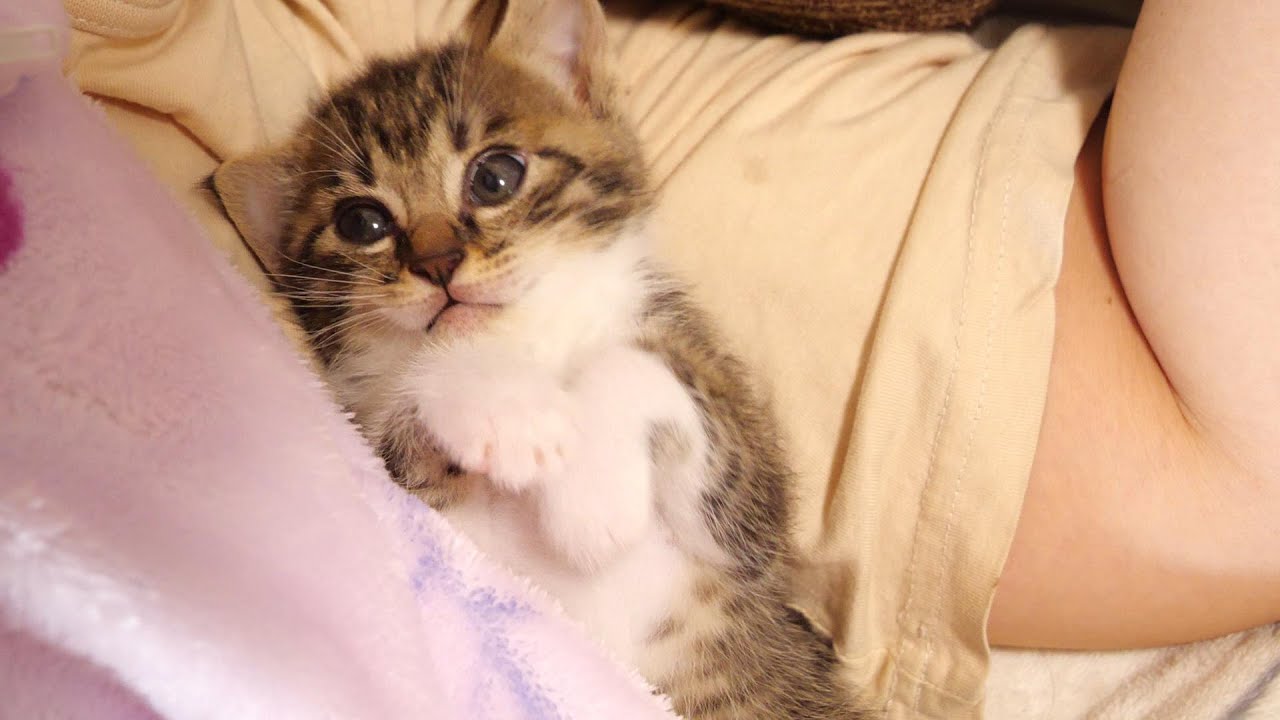 遊び疲れた子猫はママの腕枕でゆっくりと眠りに【赤ちゃん猫　保護猫】