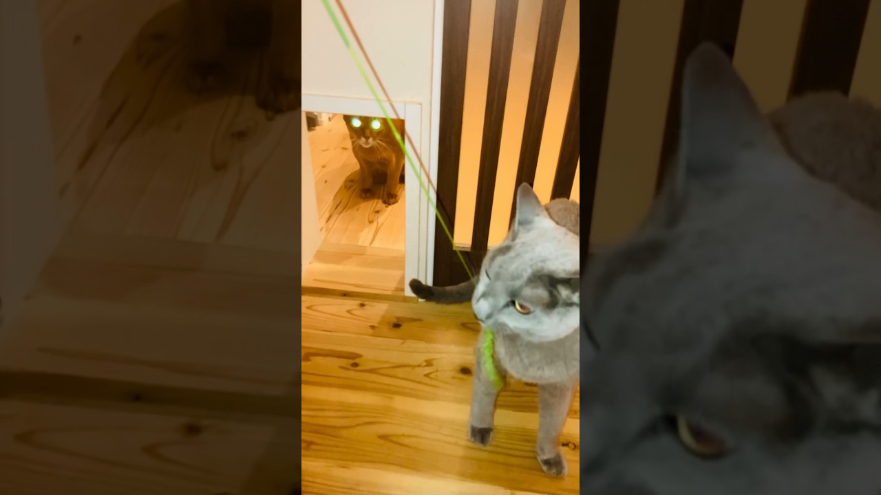本物の猫じゃらし〜#猫#そらちゃん#ロシアンブルー＃ここちゃん#アビシニアン#レッド#猫じゃらし#CatPlay#cat#russian blue#abyssinian#red