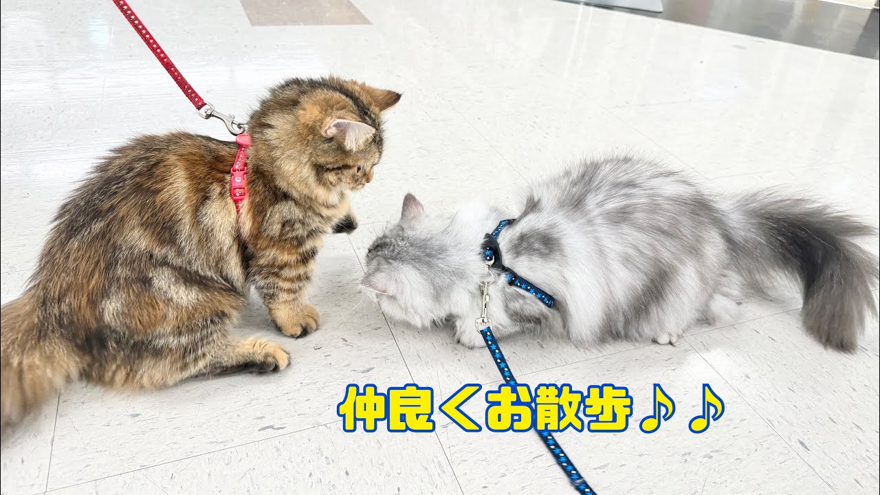 2024.04.25 ラガちゃんとマンチちゃん♡仲良くお散歩だ！！