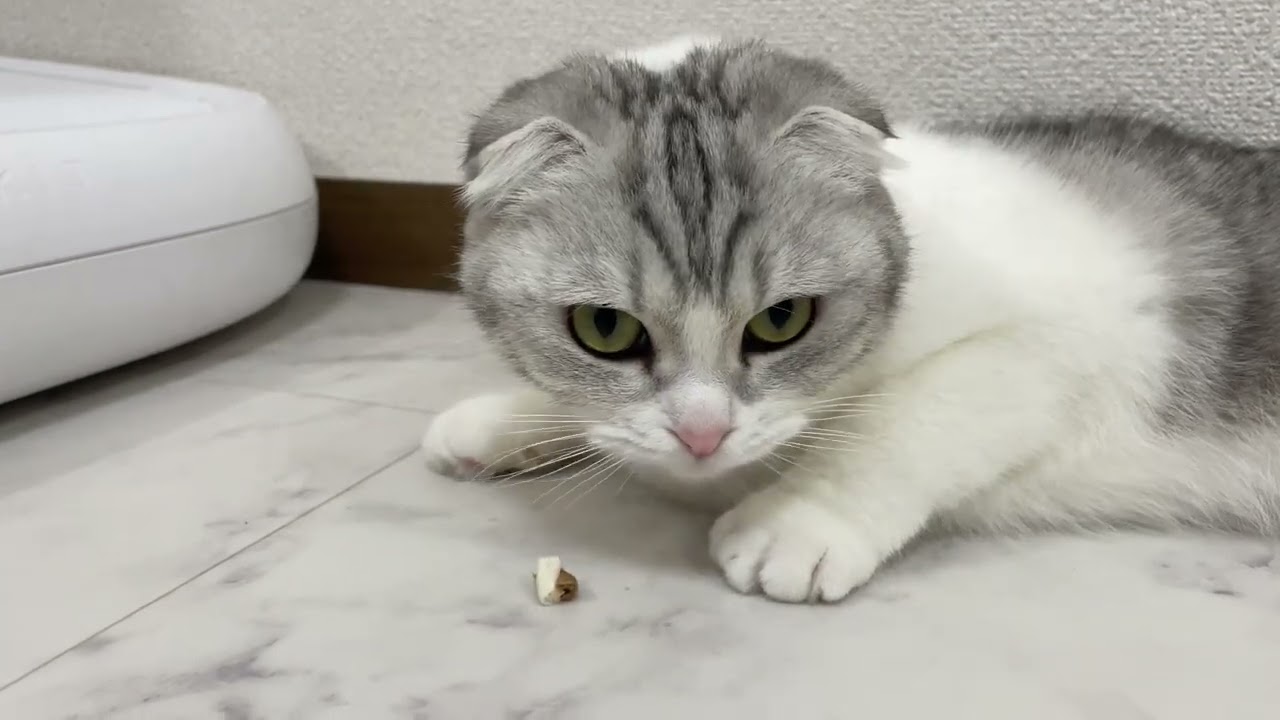 【歯は命】歯磨きが大好きな猫ｗ