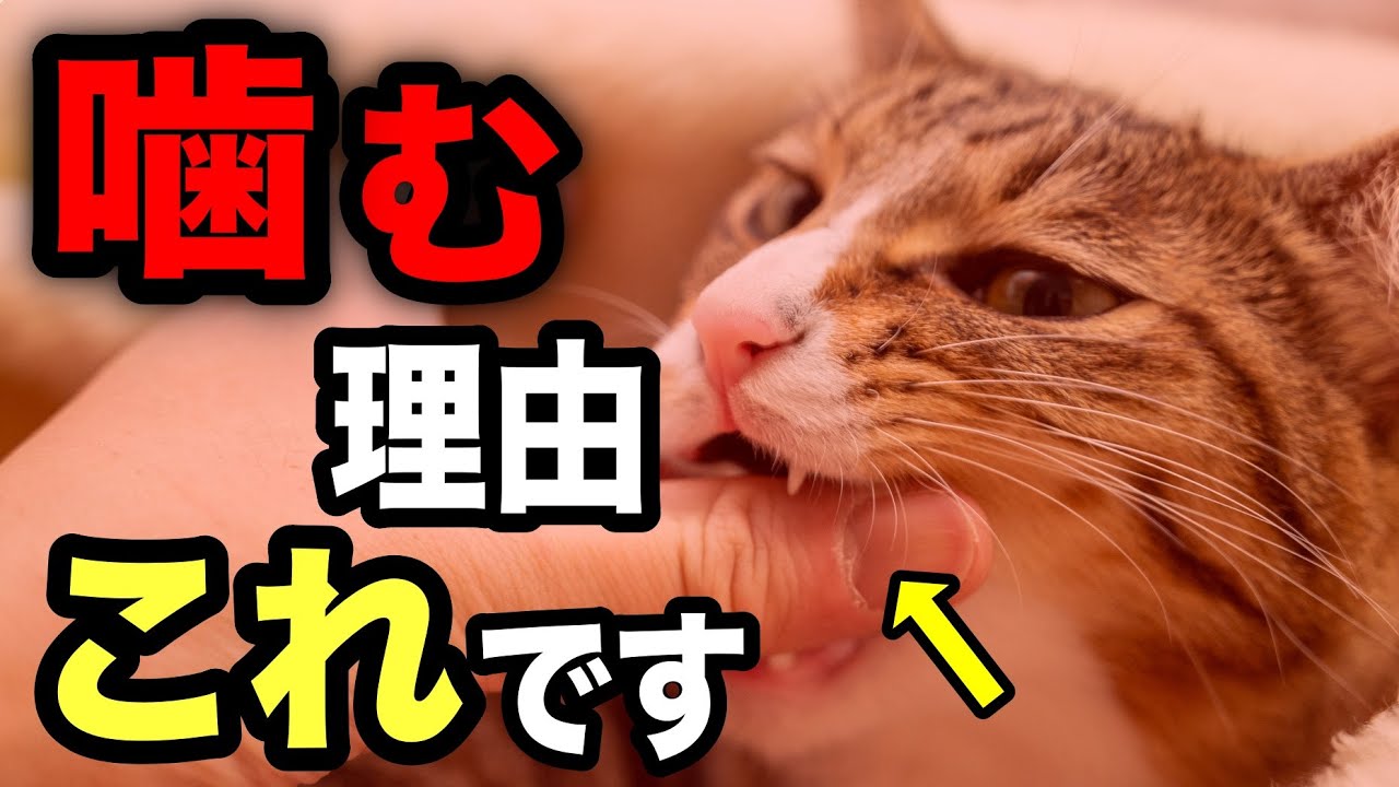 猫が噛む本当の理由を獣医師が解説します