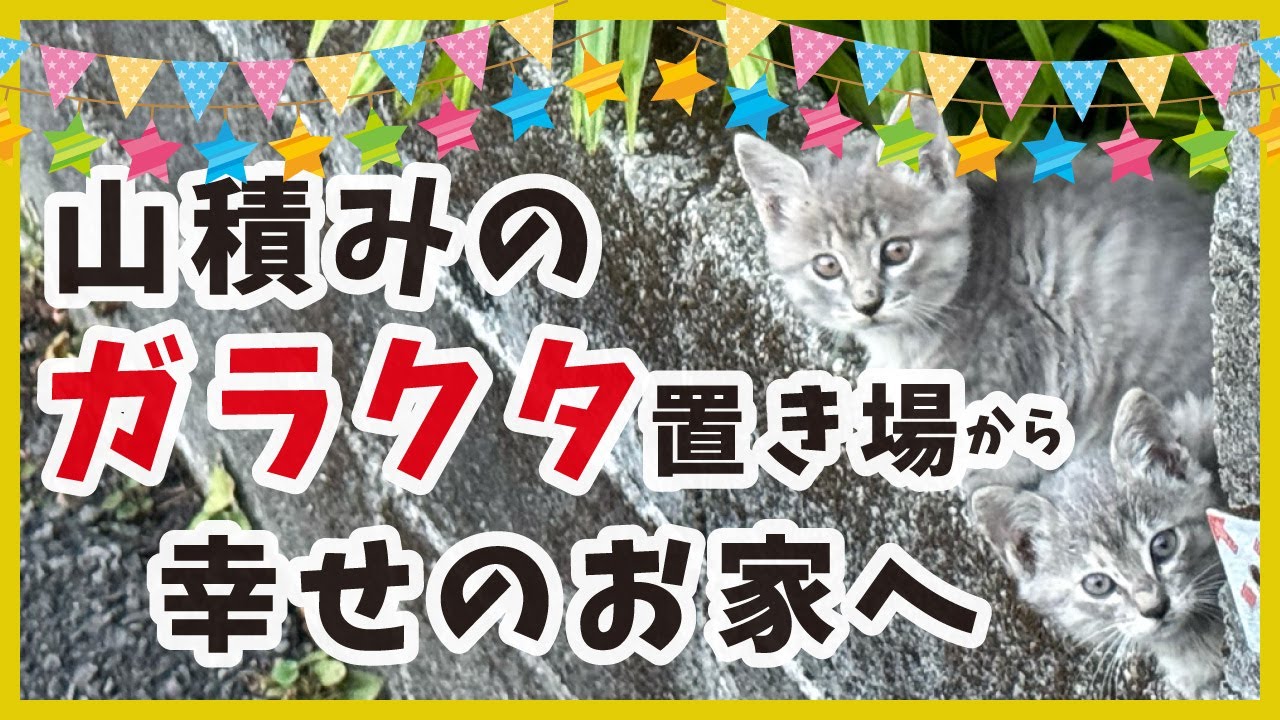【子猫 旅立ち】ガラクタ山で保護した子猫が、立派に成長してずっとのお家へ（鈴18）