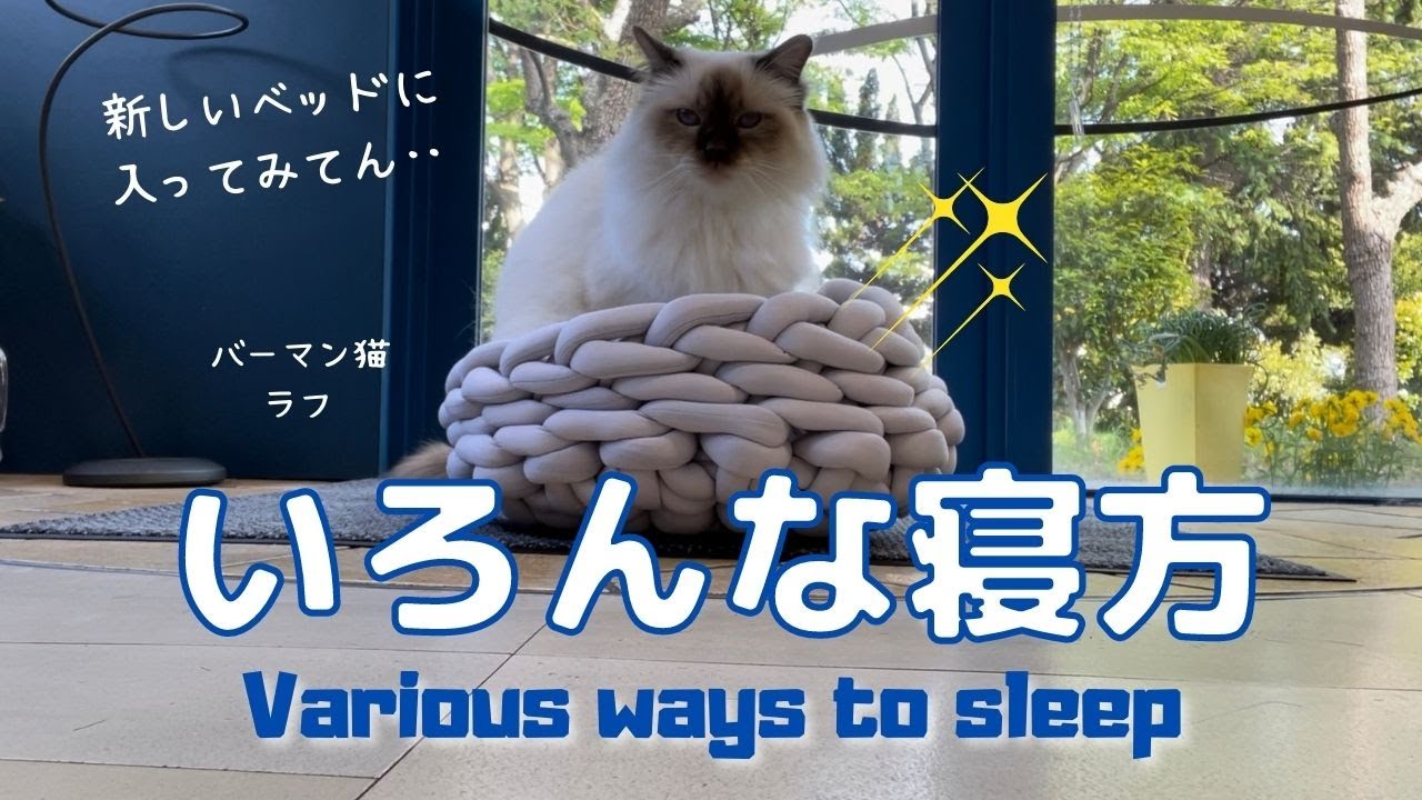 ニットベッドに入ったバーマン猫ラフ【いろんな寝方】Various ways to sleep（バーマン猫） Birman/Cat
