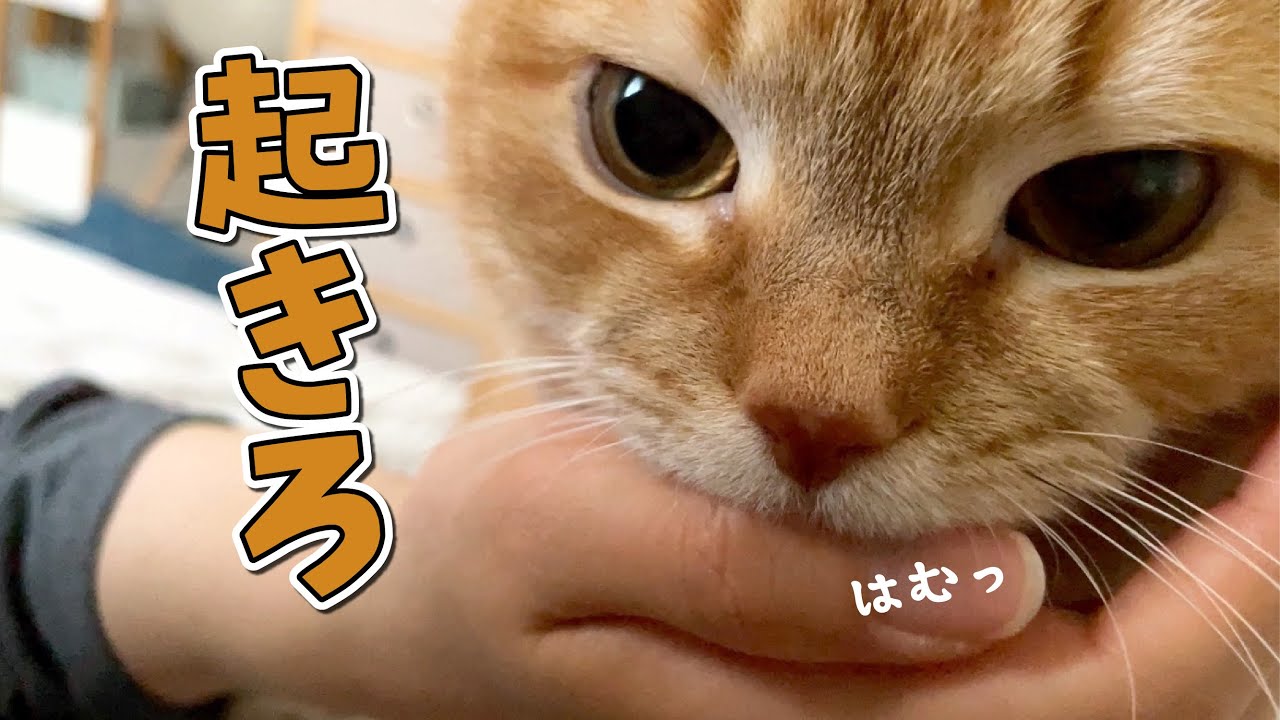 早朝に叩き起こしてくる食いしん坊怪獣の圧がすごすぎた…