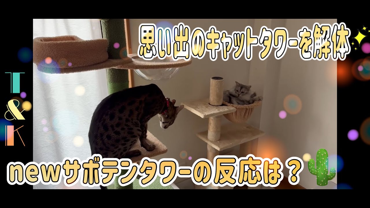 思い出のキャットタワーを解体　新しいキャットタワーの反応は？