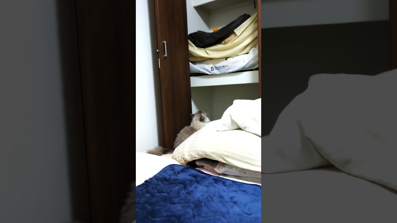 猫返し #shorts #バーマン