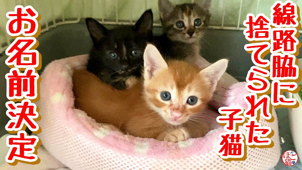 【子猫 保護】線路脇に捨てられていた子猫３匹お名前決定！