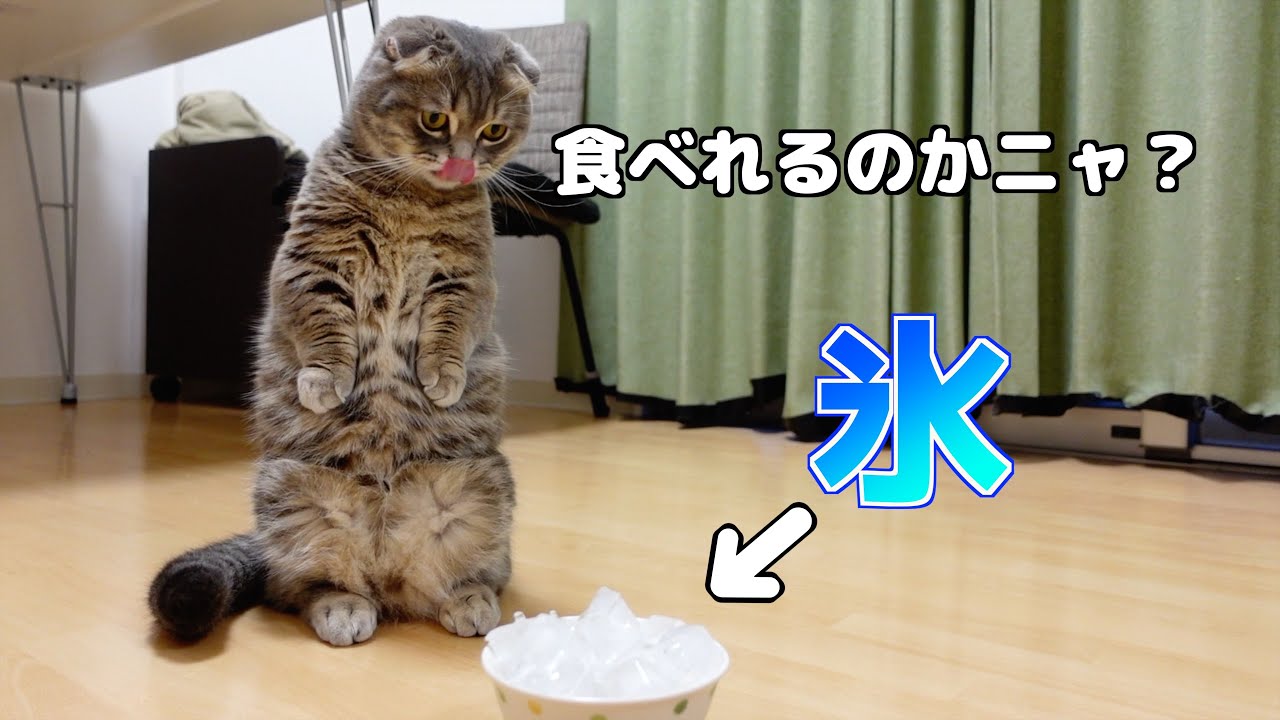 初めて氷を見た猫の反応がこちらです[マンチカンの銀時]