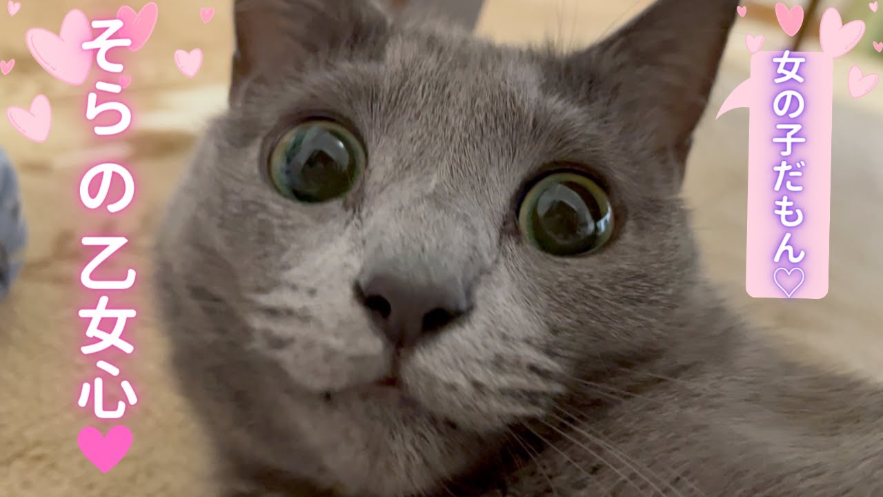 【猫ロシアンブルー】そらちゃん撮影NG⁉️女の子だもん❤️