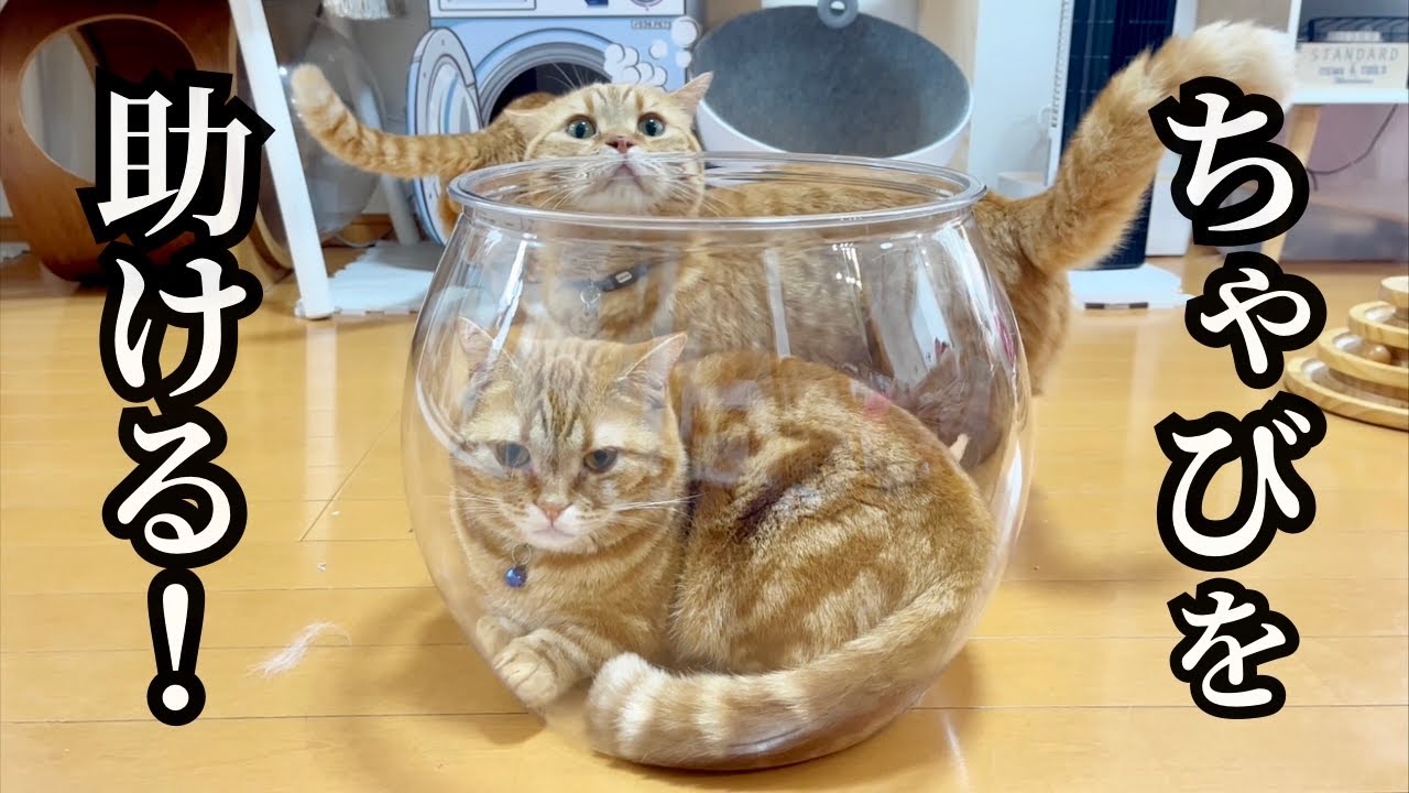 息子猫を助けようとするパパ猫とちーちゃんの行動に...困っちゃった子がいました笑 #猫 #マンチカン