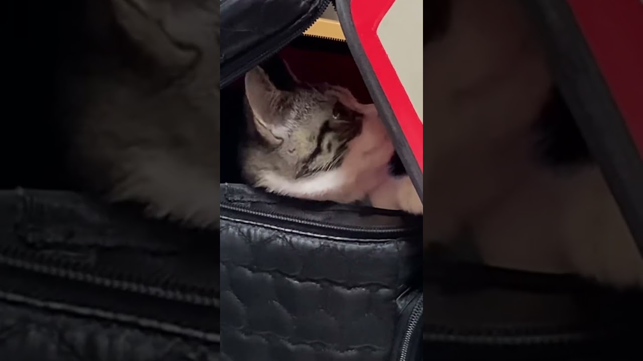 子猫動画　あっという間に大きくなった^_^ 1年後も入りたい！#shorts #ショート