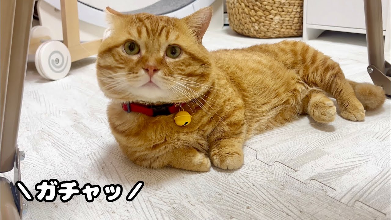 ごはんタイムがはじまる瞬間のぽちゃくんに密着！ #猫 #マンチカン
