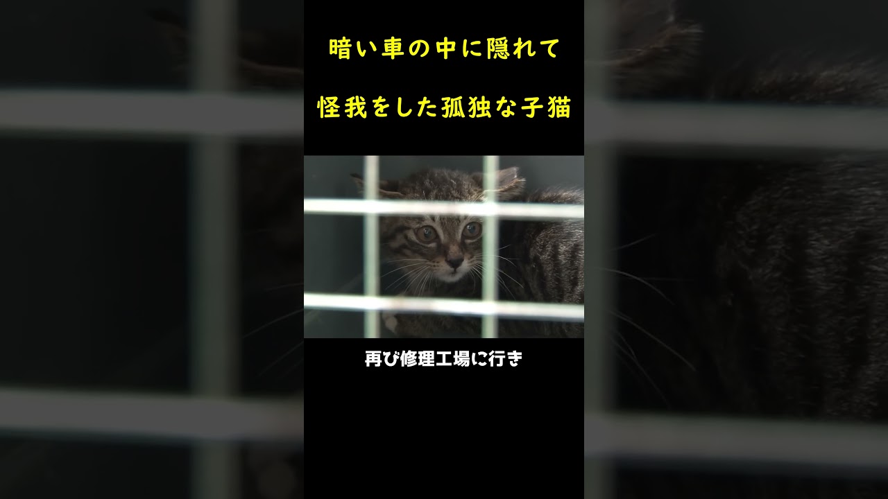 車の中に隠れていた怪我の子猫！