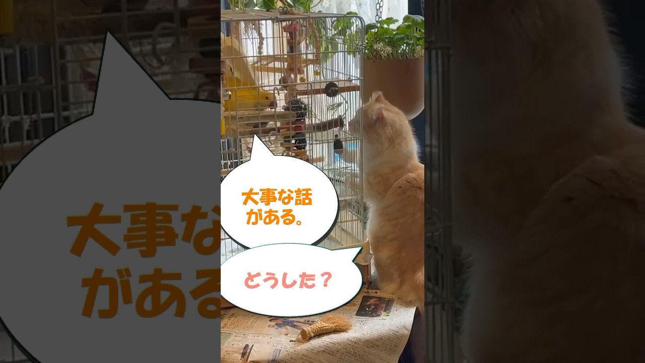 【キンカロー】大事な話がある。ＴＡＫＥ２【マンチカール】