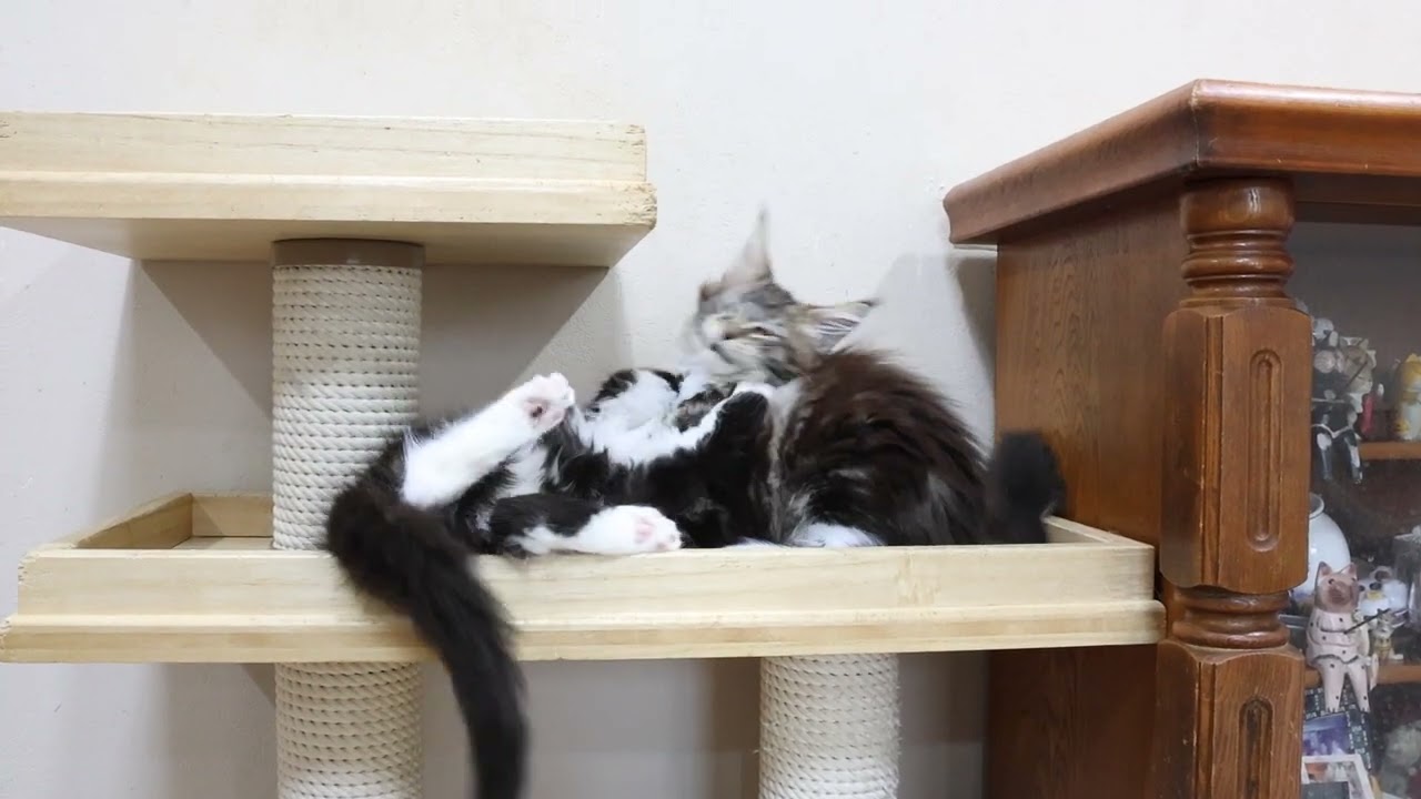 大きくなってきたメインクーンの子猫達