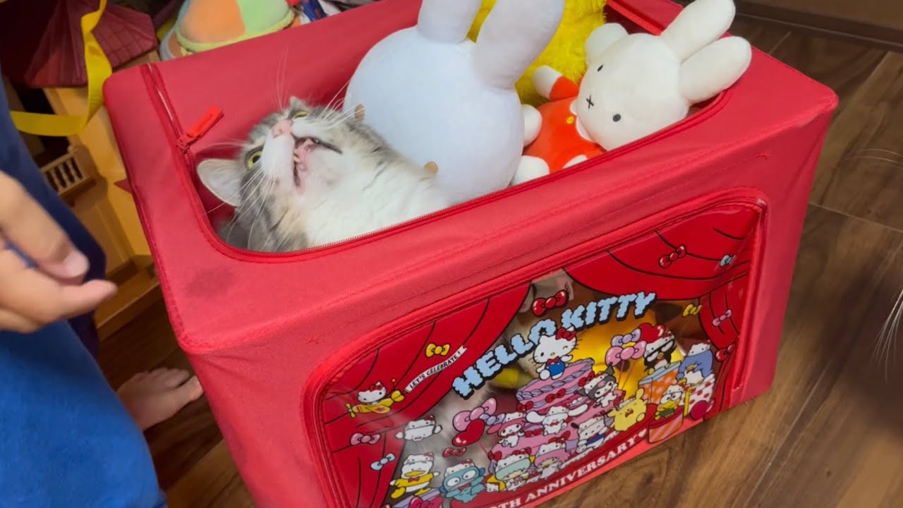 ぬいぐるみに紛れる猫　ノルウェージャンフォレストキャット　Cat hiding in a stuffed animal