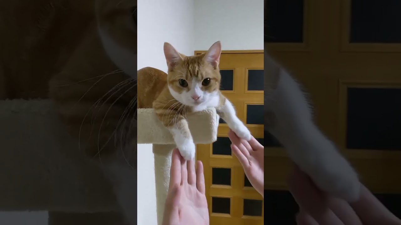 #マンチカン #cuteanimal #kitten #catcute #cute #Muchkin