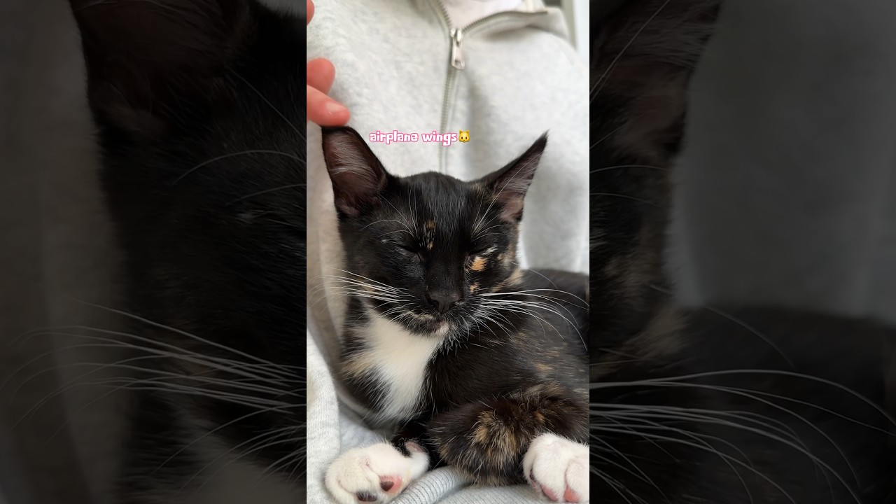 The anatomy of a Purrito❤️🌯