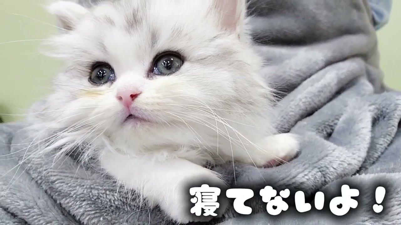 【ラガマフィン】おくるみ大好き！