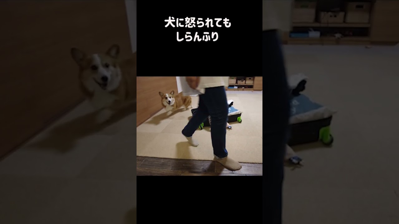 修学旅行に参加する気まんまんの猫