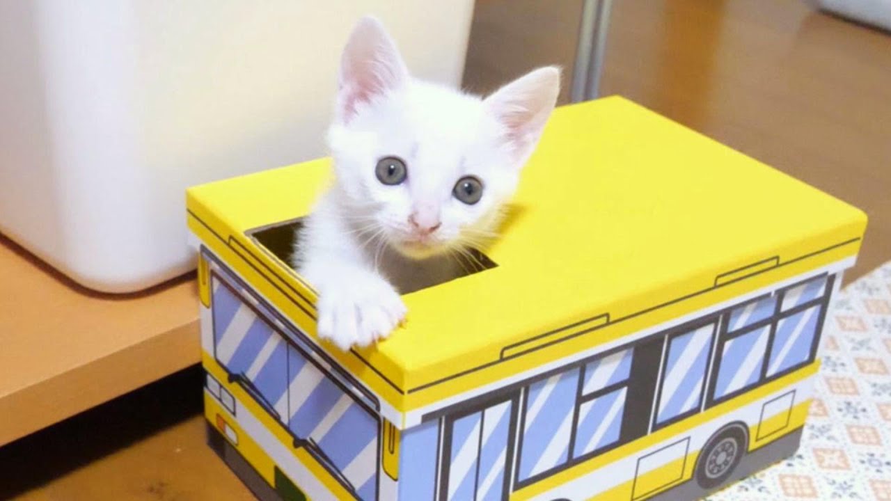 お客様、ご乗車はお止めください！このバス子猫ひとり乗りなんです【赤ちゃん猫　保護猫】