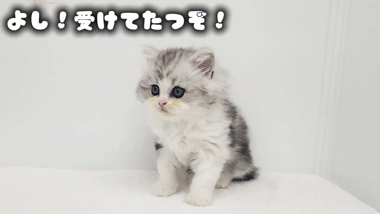 【ラガマフィン】遊び方も優しい！