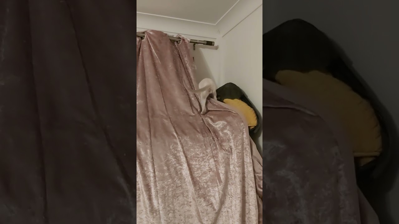 #scarlettdepp #orientalkittens #josie #galina #emerald #dior #leonardo PRETTY ORIENTAL KITTY