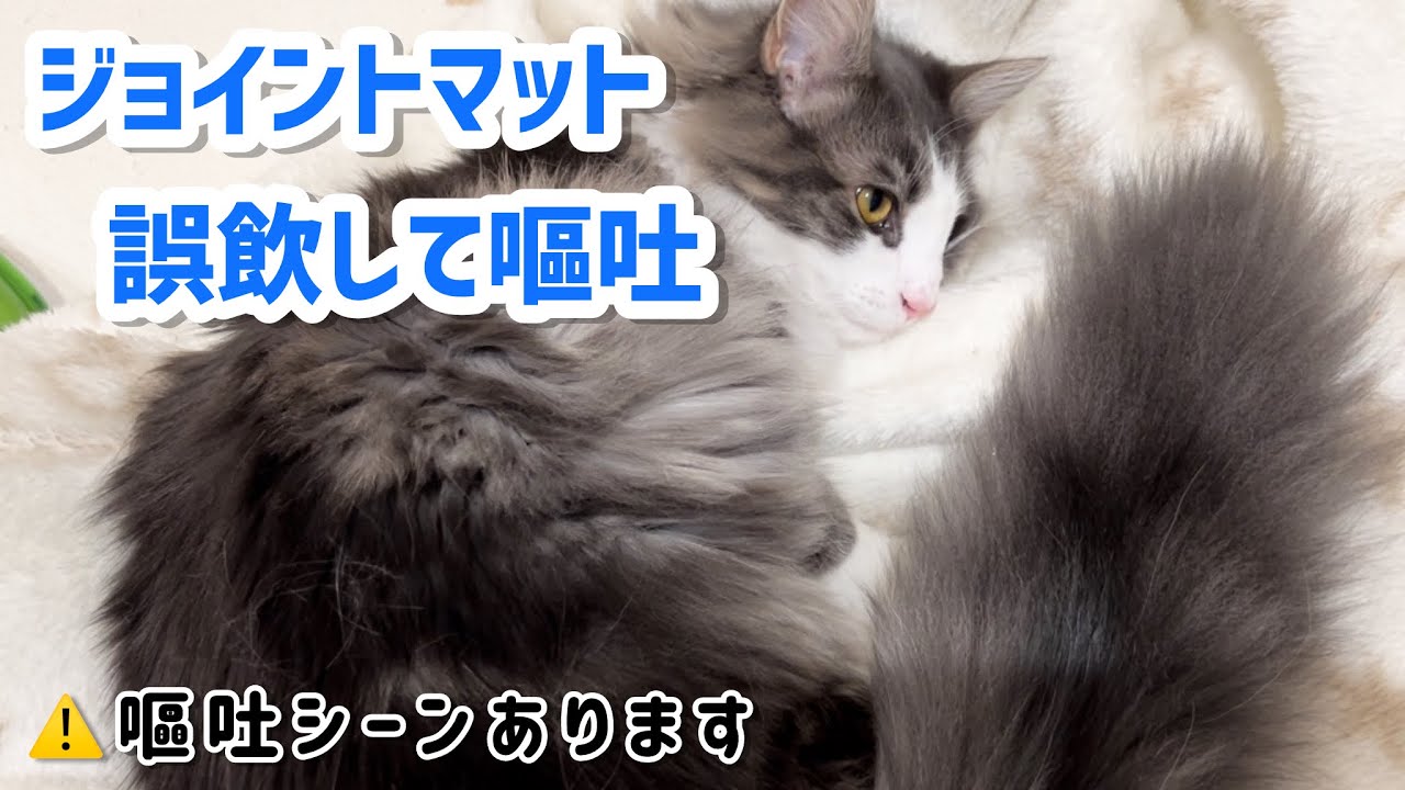 猫が誤飲し嘔吐、病院に行きました🐱ジョイントマットの誤飲（説明欄に詳しく書いてます）
