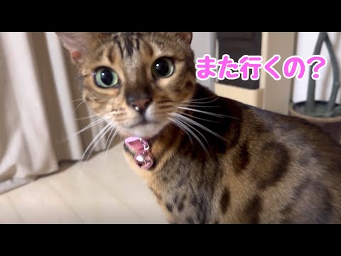 旅行の気配を察知して寂しそうにする猫さん