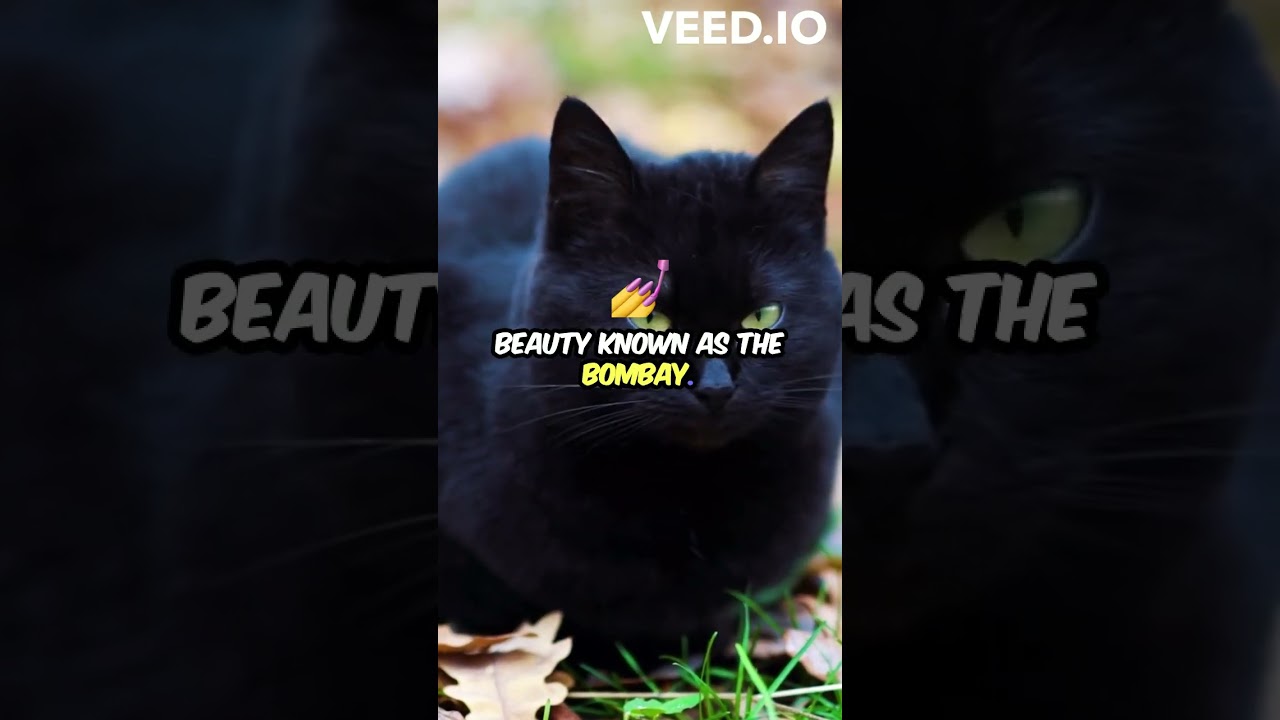 Cat Colors Explained  Top 10 Picks! #cat #kitten #yourcat #catlover #cathealth