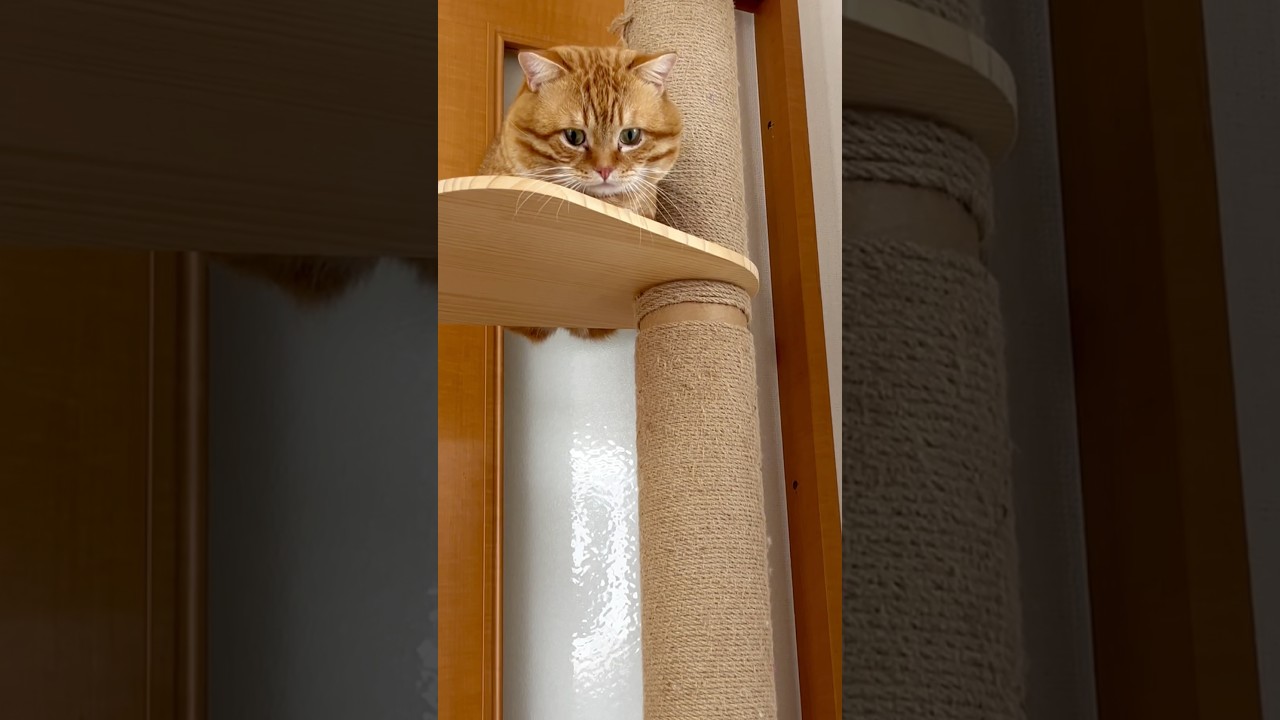 降りられなくなっちゃった猫 #マンチカン #猫の鳴き声 #shorts