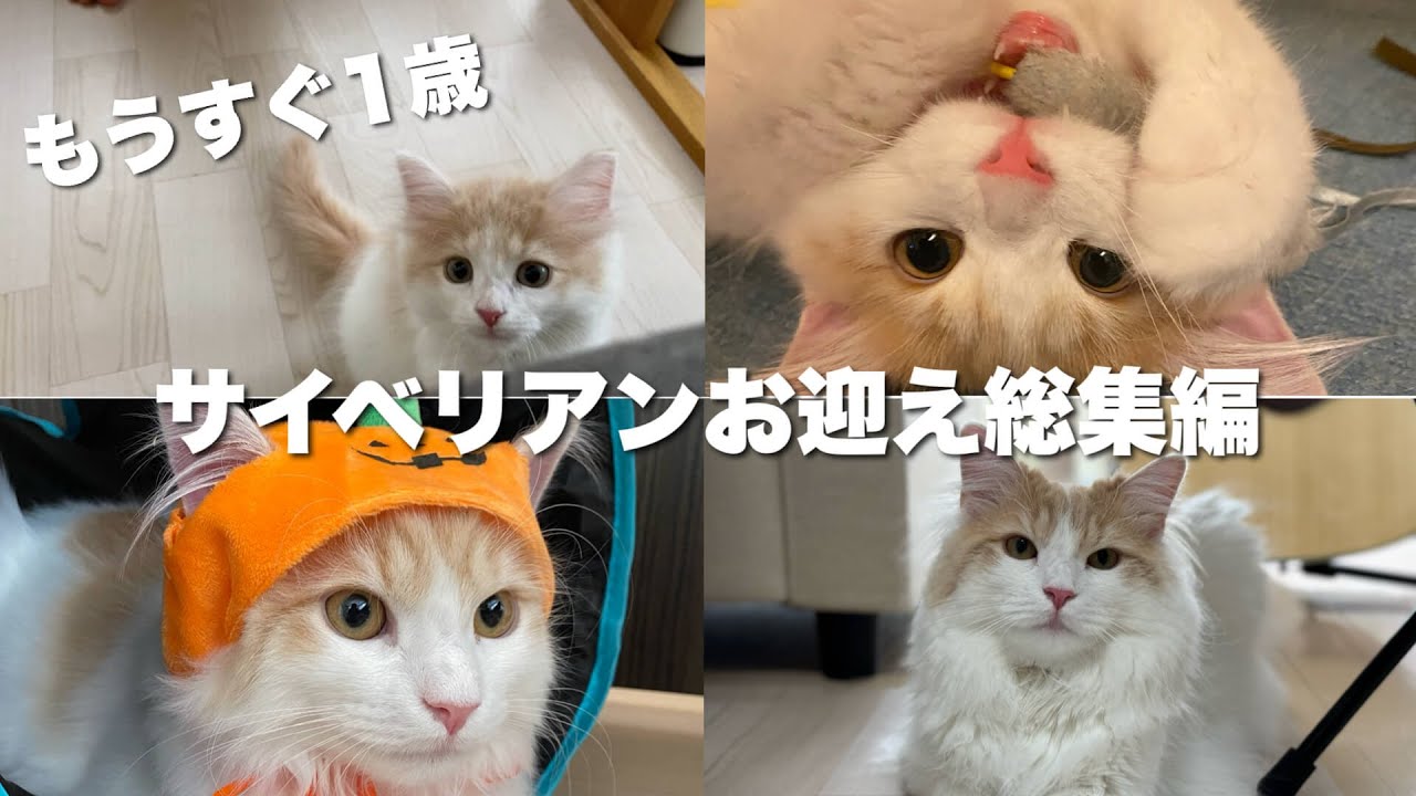 まもなく1歳…子猫からの成長を振り返る！