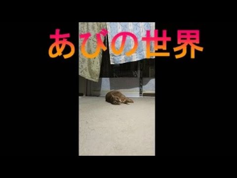 ネコ動画あび＃3507　あびの毎日　アビシニアン　あび