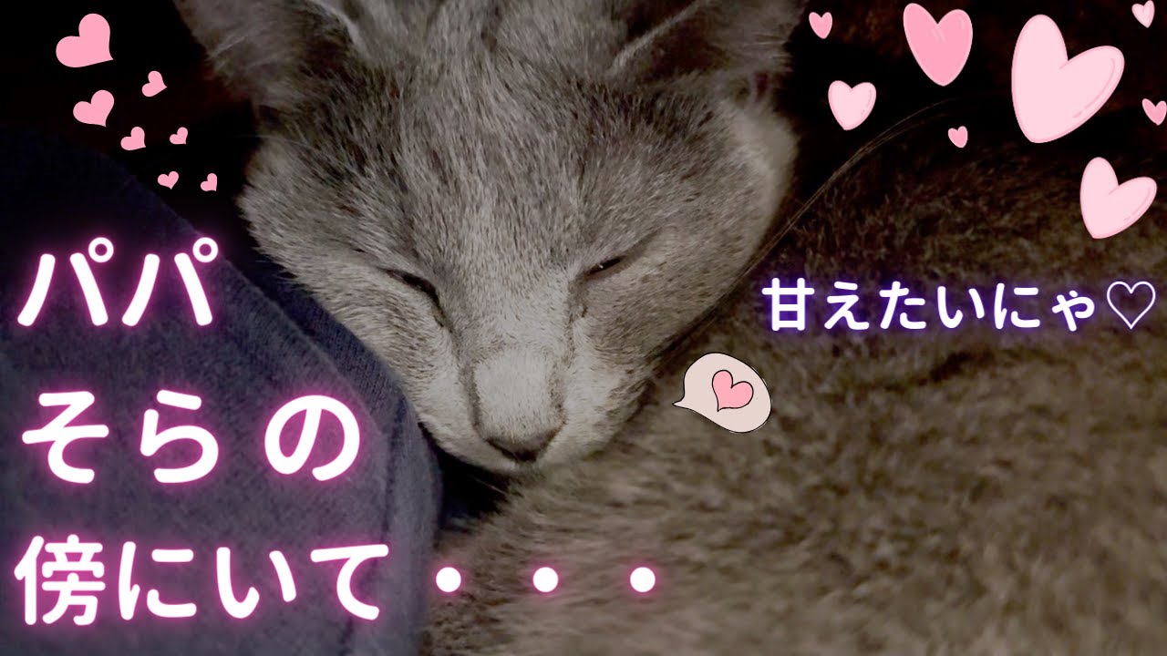 【猫ロシアンブルー】激甘なそらちゃん可愛いヨォ〜❤️