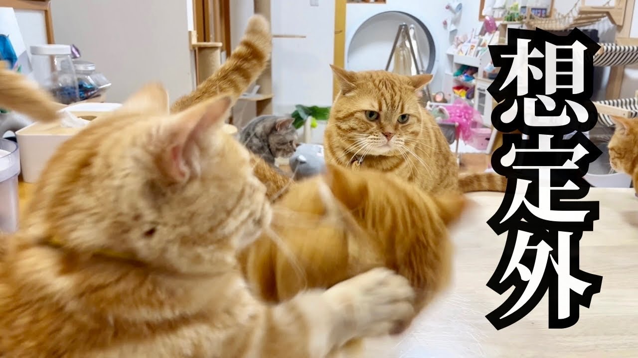 マンチカンのパンチは当たらないけど不意打ちは当たる #猫 #マンチカン