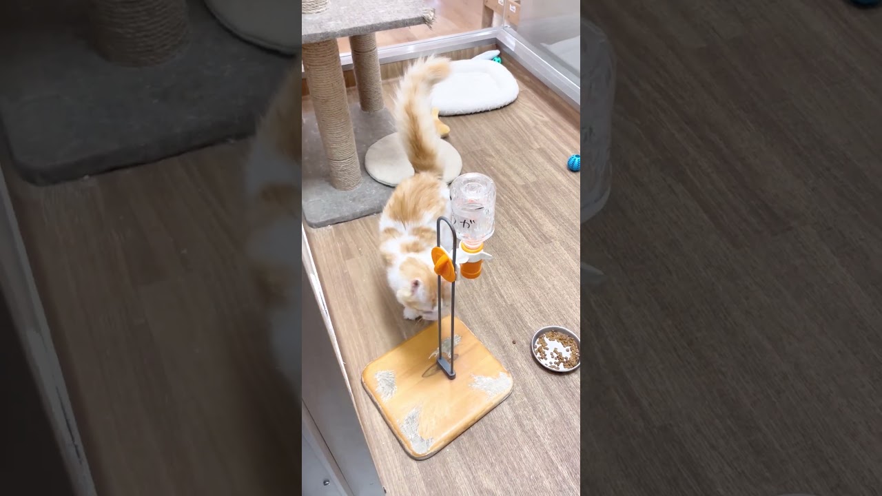 ラガマフィンちゃんはお話上手　#short #pets #cat #ラガマフィン #ペットショップ