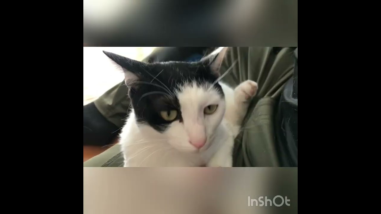 ブラッシング「気持ちいいにゃ」