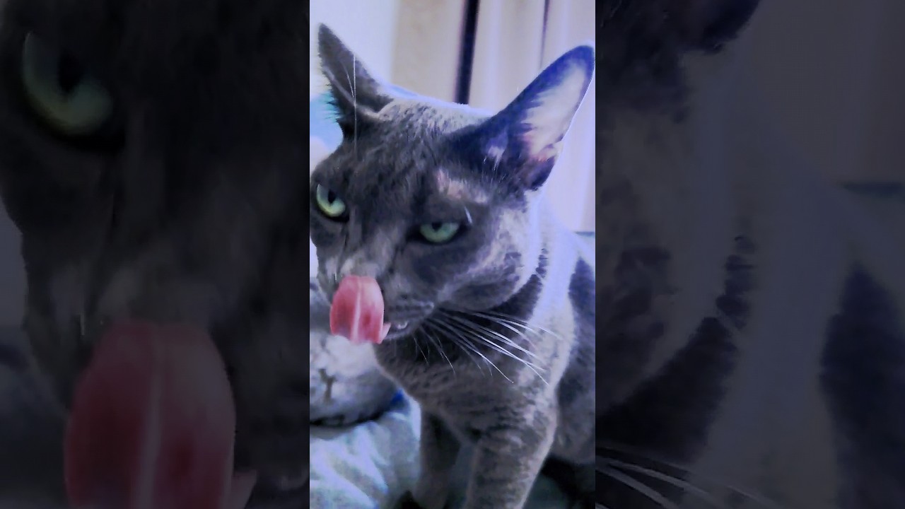 Astonished Cat Face 変顔タミちゃん猫クッションにびっくり舌